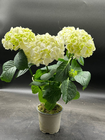 Hortensia Hvid
