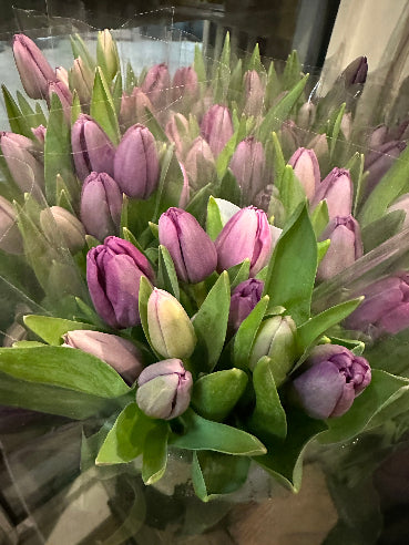 Bundt tulipaner - Lilla