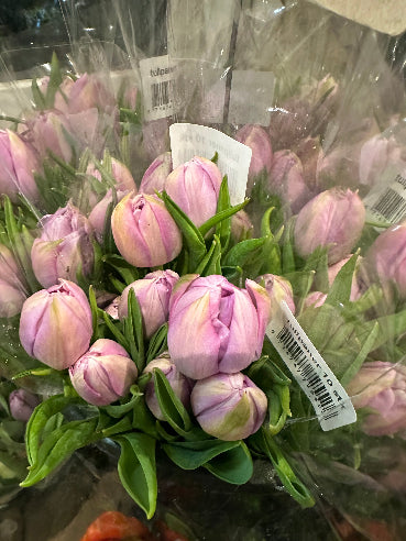 Bundt tulipaner - Dobbelt Lilla
