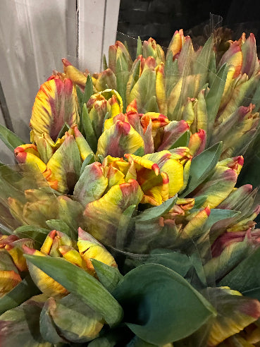 Bundt tulipaner - Dobbelt Gul/Orange