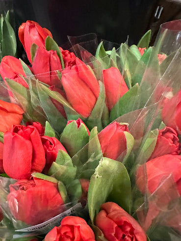 Bundt tulipaner - Rød