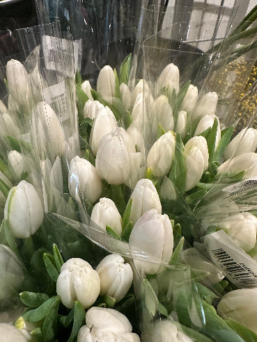 Bundt tulipaner - Hvid