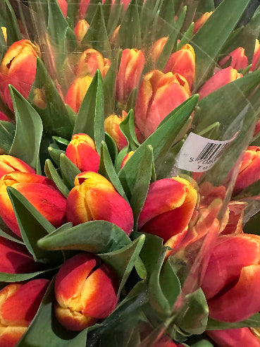 Bundt tulipaner - Gul/Orange