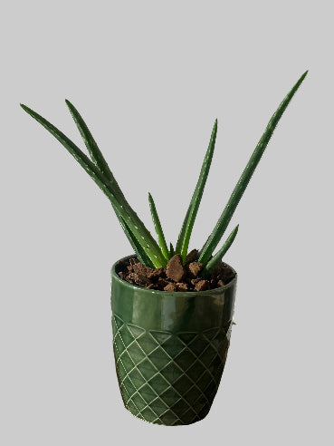 Grøn potte med Aloe Vera