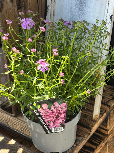 Staude Iberis Lavender Mermaid(stenurt lavendel)