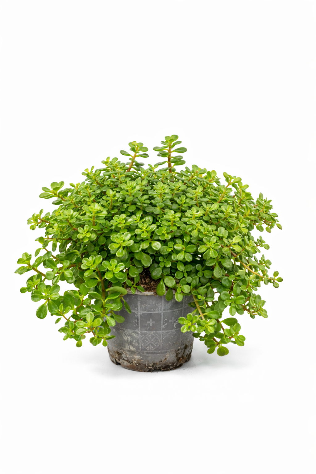 Sedum makinoi ‘Kosmos’ – 10 cm potte (Stenurt)