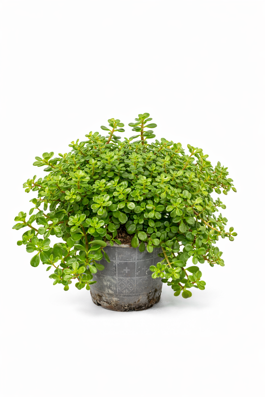 Sedum makinoi ‘Kosmos’ – 10 cm potte (Stenurt)