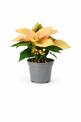 Julestjerne Autumn Leaves - Mini