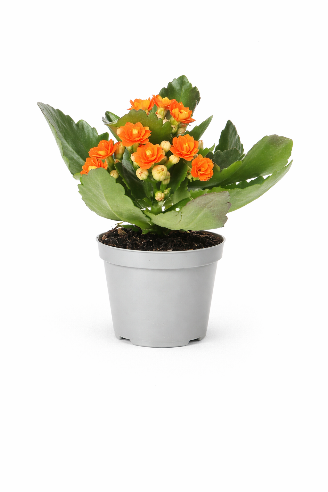 Kalanchoe Orange Mini