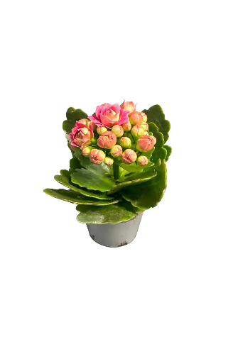 Kalanchoe Pink Mini