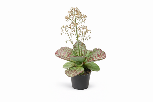 Kalanchoe sukkulent