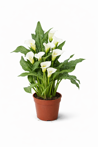 Calla  Hvid Stueplante