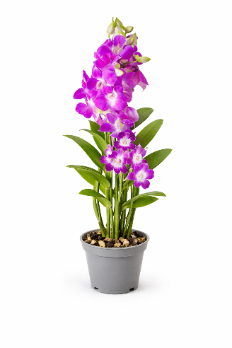 Dendrobium Pink