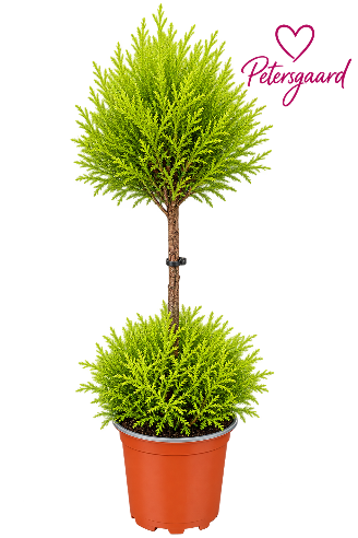 Opstammet Cypres Goldcrest Lime