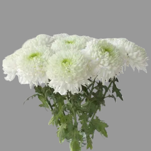 Chrysantemum Deco Hvid - Bundt med 5 stk.