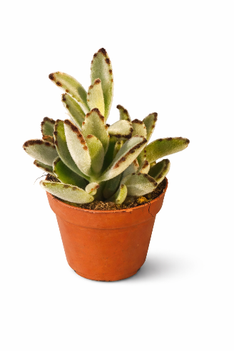Kalanchoe Tomentosa - Panda plante