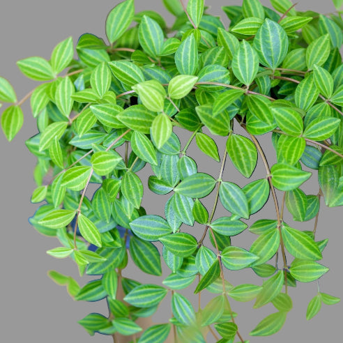 Peperomia Stripe