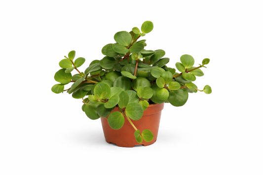 Peperomia (Radiatorplante)