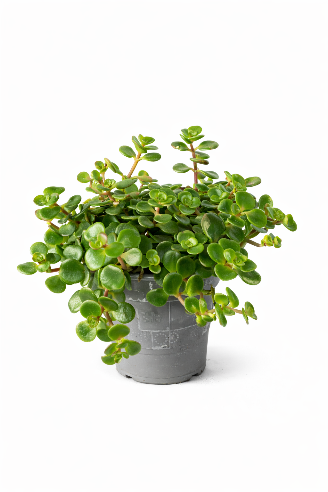 Sedum Pilea