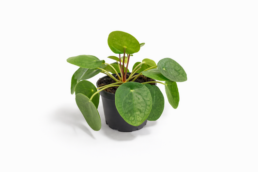 Pilea