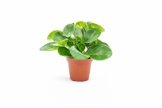Peperomia Stueplante
