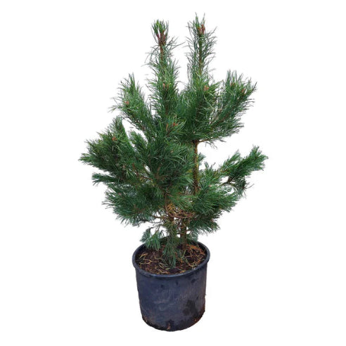 Fyrtræ - Pinus Sylvestris