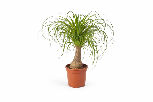 Elefantfod - Beaucarnea Recurvata