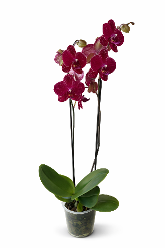 Orkidé (Phalaenopsis) – mørk rød