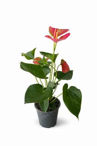 Anthurium – rosa