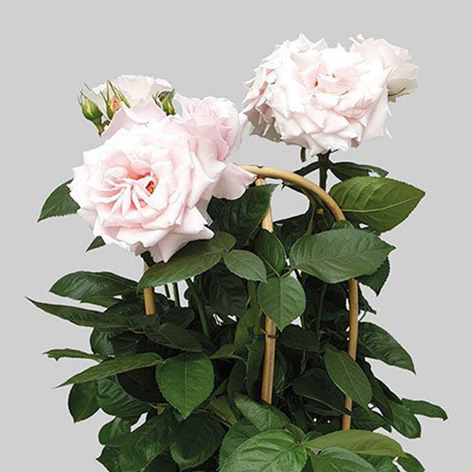 Rose Classic select
