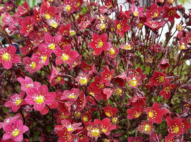 Saxifraga Rød stenbedsplante