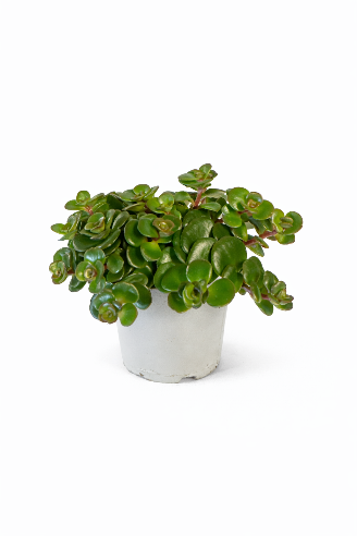 Sedum Pilea Mini - 6 cm potte
