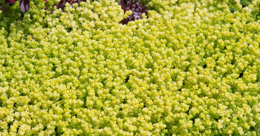 Stenbedsplante Sedum Acre - Yellow Queen