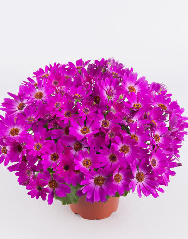 Senetti pink