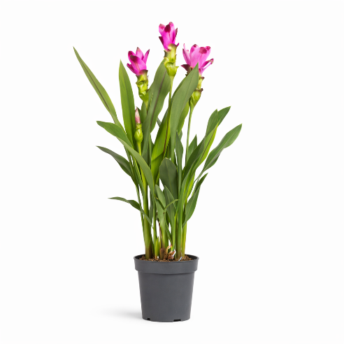 Curcuma pink