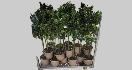 Opstammet ilex træ