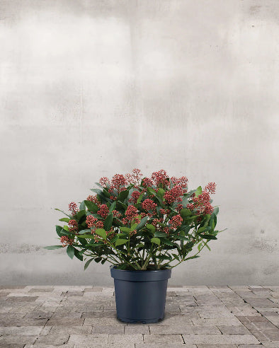 Skimmia Rød Stor