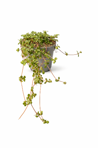 Pilea ‘Greazy’ – mini plante i 6 cm potte