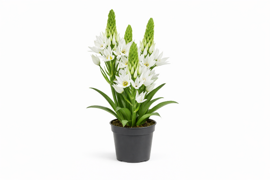 Ornithogalum Plante