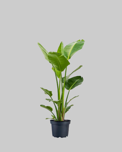 strelitzia - 1 meter