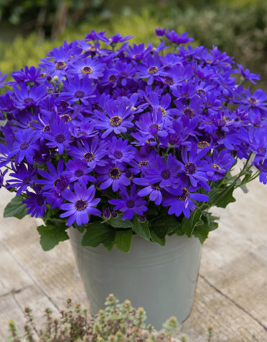 Senetti Blå