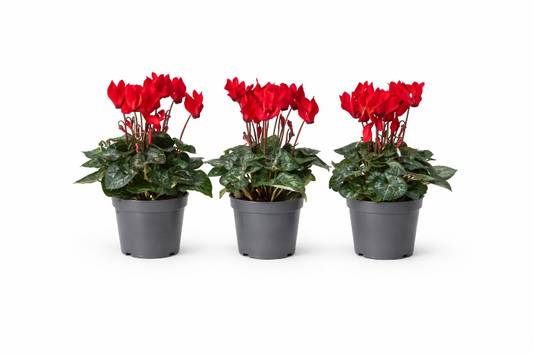 Alpeviol Rød - Cyclamen