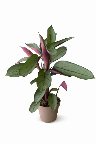 Ctenanthe setosa ‘Compactstar’ (bønneplante)