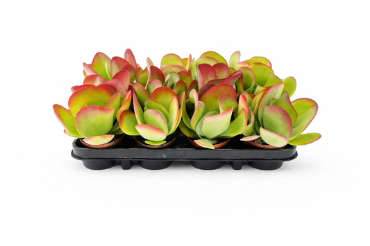 Øresvøb / Ørepadderok - Kalanchoe thyrsiflora