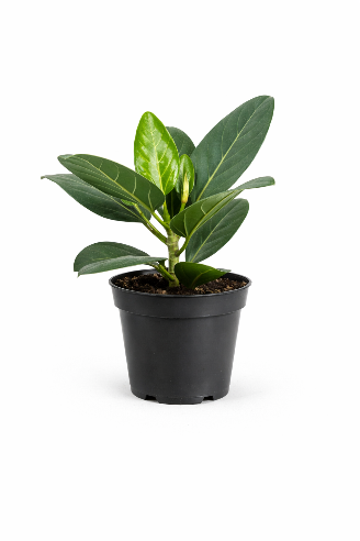 Ficus benghalensis - Banyanfigen