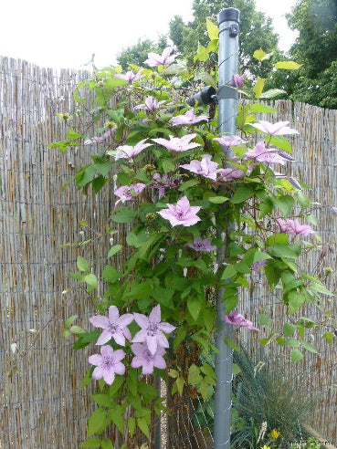 Clematis Rosa