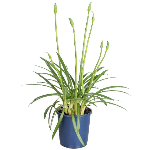 Agapanthus Blå