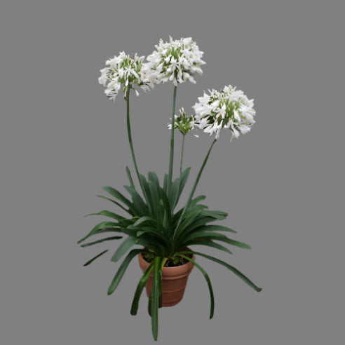 Agapanthus Hvid