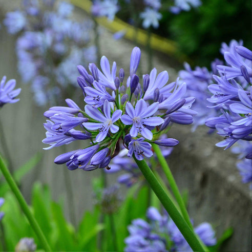 Agapanthus Blå