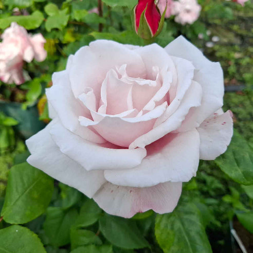 Albertine Have Duft Rose